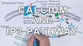 Calcium amp IP3 Pathway [upl. by Clementis779]