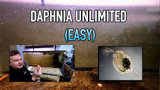 How I Raise Daphnia Water Fleas And You Can Too [upl. by Adnilema]