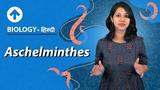 Aschelminthes  Hindi  Diversity In Living Organisms  Biology Class 9 [upl. by Alton946]