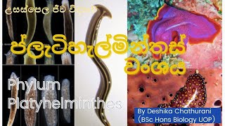 Kingdom Animalia  Phylum Platyhelminthes  ප්ලැටිහැල්මින්තස් වංශය [upl. by Ttehr]