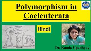 Polymorphism in Coelenterata Coelenterata [upl. by Rolyks]