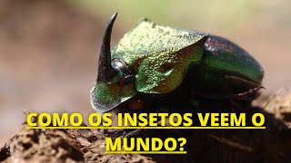 o INCRÍVEL MUNDO dos INSETOS  Documentário dublado HD [upl. by Adolph973]