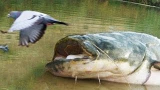 Cet énorme poisson mange des pigeons silure  ZAPPING SAUVAGE [upl. by Amirak]