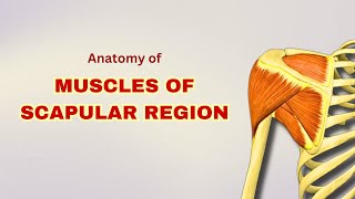 Muscles of Scapular Region  Anatomy Tutorial  Doctor Speaks [upl. by Nnahaid]