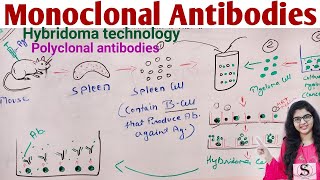 Monoclonal Antibodies  Hybridoma Technology Production of Monoclonal Antibodies [upl. by Orips]