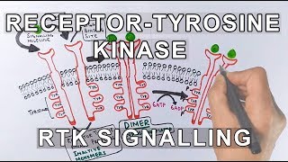 Receptor Tyrosine Kinase  RTK Signalling [upl. by Akit516]