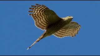 Sparrowhawk Bird Call Bird Song [upl. by Holofernes]