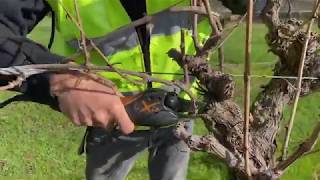 The basics of pruning a grapevine part 1 Introduction to pruning [upl. by Wyatt]