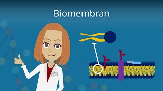 Biomembran  Aufbau und Funktion [upl. by Kaitlyn864]