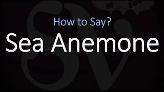 How to Pronounce Sea Anemone CORRECTLY [upl. by Dedie]