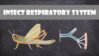 Insect Respiratory System  Entomology [upl. by Ilenna]