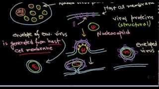 13 Release of enveloped virus from the host cell [upl. by Esidarap]