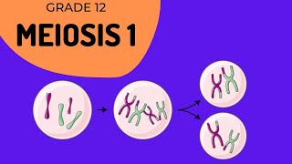 Meiosis 1  Crossing over and Phase identification [upl. by Lizabeth93]