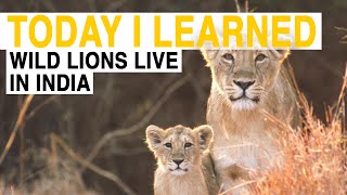 TIL Wild Lions Live in India  Today I Learned [upl. by Harman863]