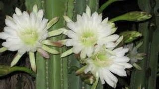 How to Grow the Night Blooming Cactus  Cereus CACTUS [upl. by Annor]