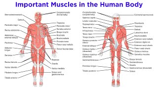 The Muscular System [upl. by Nelyaw]