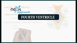 Fourth ventricle  neuroanatomy [upl. by Fenny]