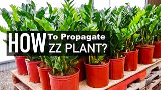 ZZ Plant Propagation  Water versus Soil Propagation  Indoor Plants [upl. by Lavoie]