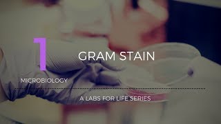 Gram Stain [upl. by Feliza221]