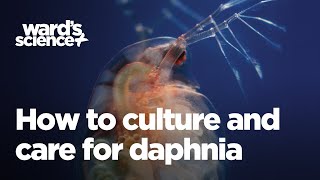 Caring and Culturing for Daphnia [upl. by Isac]