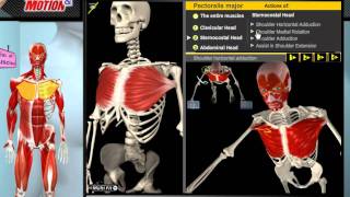 How the Muscles Work 3D Anatomy amp Diagrams [upl. by Howell]