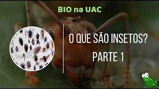 Bio na UAC  O que são insetos  Parte 1 [upl. by Donahoe53]