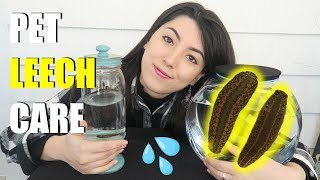 Pet Leech Care  Leeches As Pets  Medicinal Leech [upl. by Ettevets65]