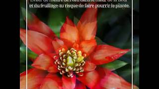 Comment entretenir le guzmania  par Florajet [upl. by Anot]