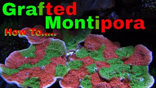 Grafting Coral Green amp Red Montipora Caps [upl. by Ahtelahs]