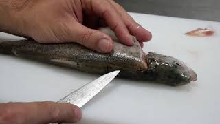 Apprendre à lever les filets dun poisson en 5 minutes chrono [upl. by Varien]