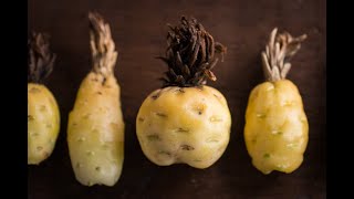 Barrel Cactus Fruit [upl. by Rock]