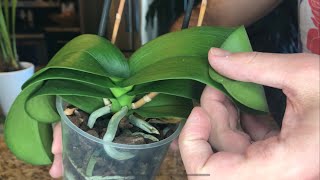 Rehabilitating Dehydrated Orchids SemiHydroponics [upl. by Tiffany]