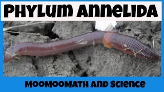 Phylum Annelida Characteristics [upl. by Sidnal]