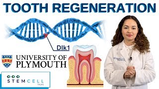 Stem Cells Activate Tooth Regeneration [upl. by Brebner832]