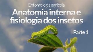 Entomologia Agrícola  Anatomia interna e fisiologia dos insetos  Parte 1 [upl. by Sulohcin]