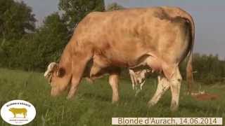 Blonde dAquitaine The perfect beef cow [upl. by Lanam]