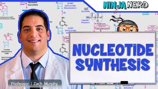 Metabolism  Nucleotide Synthesis  Purine amp Pyrimidine Synthesis [upl. by Eichman177]