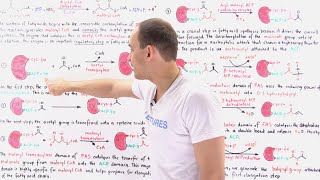 Fatty Acid Synthesis [upl. by Elaen]