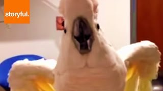 Foul Mouthed Cockatoo Hates Nails Trimmed [upl. by Aerdnek]