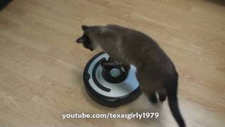 Cat shows HOW TO use iRobot Roomba Vacuum [upl. by Noivad]