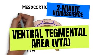 2Minute Neuroscience Ventral Tegmental Area VTA [upl. by Eniamrehc]