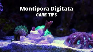 Montipora Digitata Coral Care [upl. by Konikow]