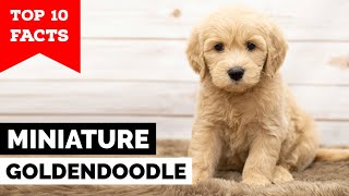 Mini Goldendoodle  Top 10 Facts [upl. by Feola696]