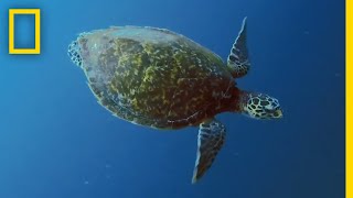 Sea Turtles 101  National Geographic [upl. by Giefer923]