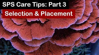 How to Keep SPS Coral Part 3 Selection amp Placement [upl. by Esch]