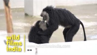 Liontailed Macaques playing around [upl. by Neelyam]