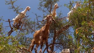 Goats climb Argan trees in Morocco [upl. by Marin]