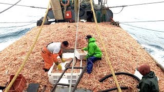 Atrapa cientos de toneladas de camarones en un barco grande y moderno [upl. by Slyke]