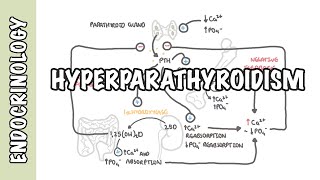 Hyperparathyroidism and the different types causes pathophysiology treatment [upl. by Felty418]