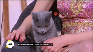 Le Chartreux  un chat royal [upl. by Horatio]